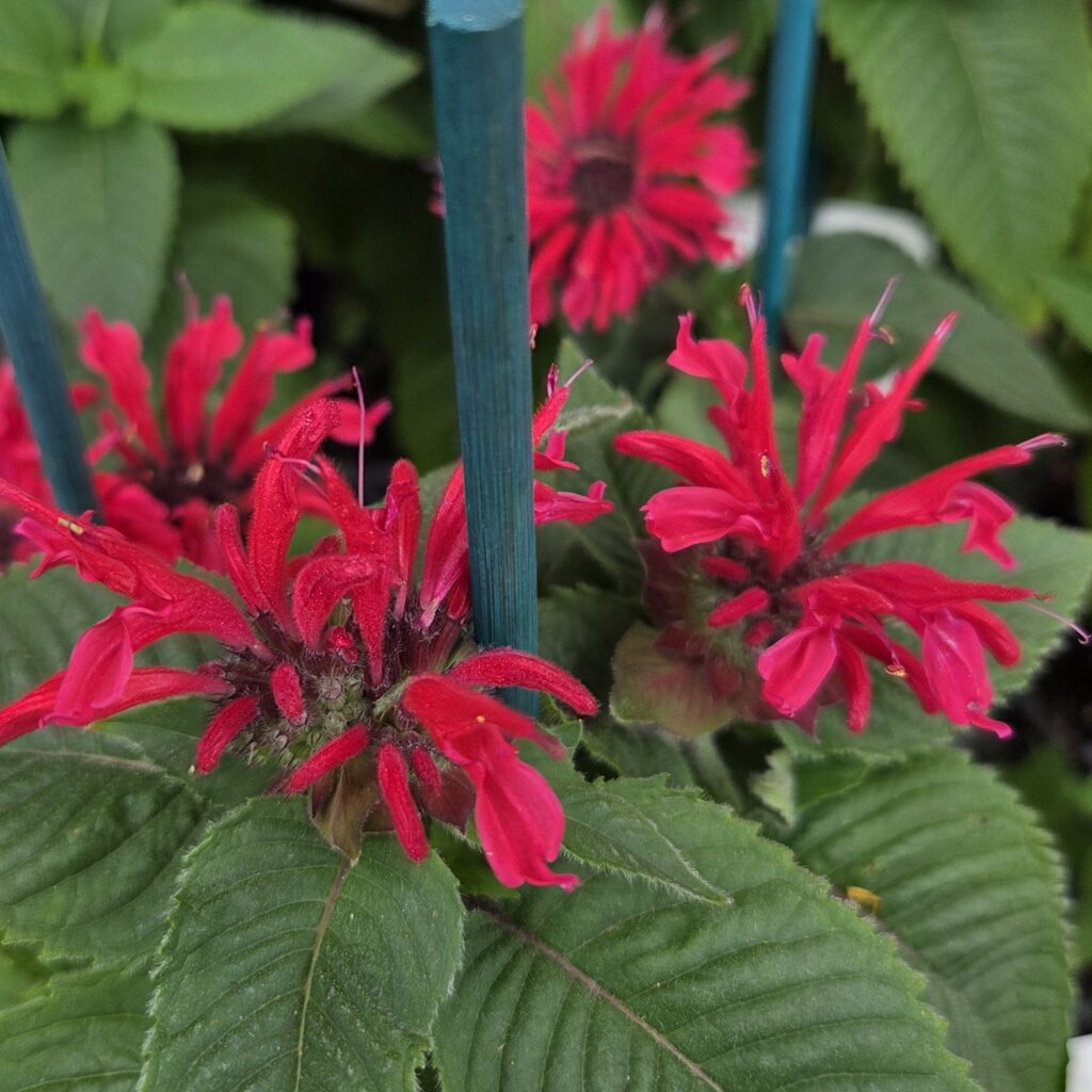 Monarda ‘Bee-Happy’ (Bee-You Series) (Bergamot) flowering in the garden — Middleton Nurseries