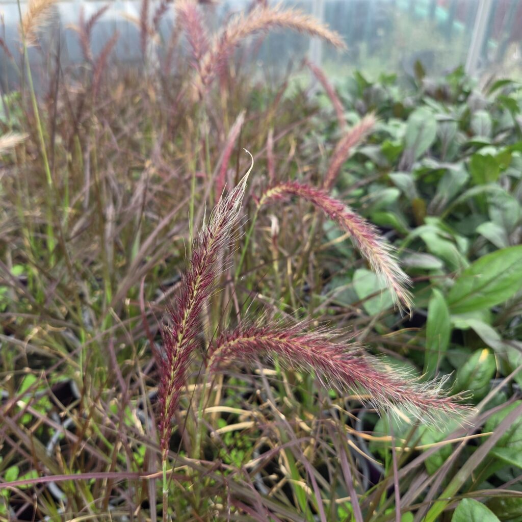 Pennisetum Rubrum 3