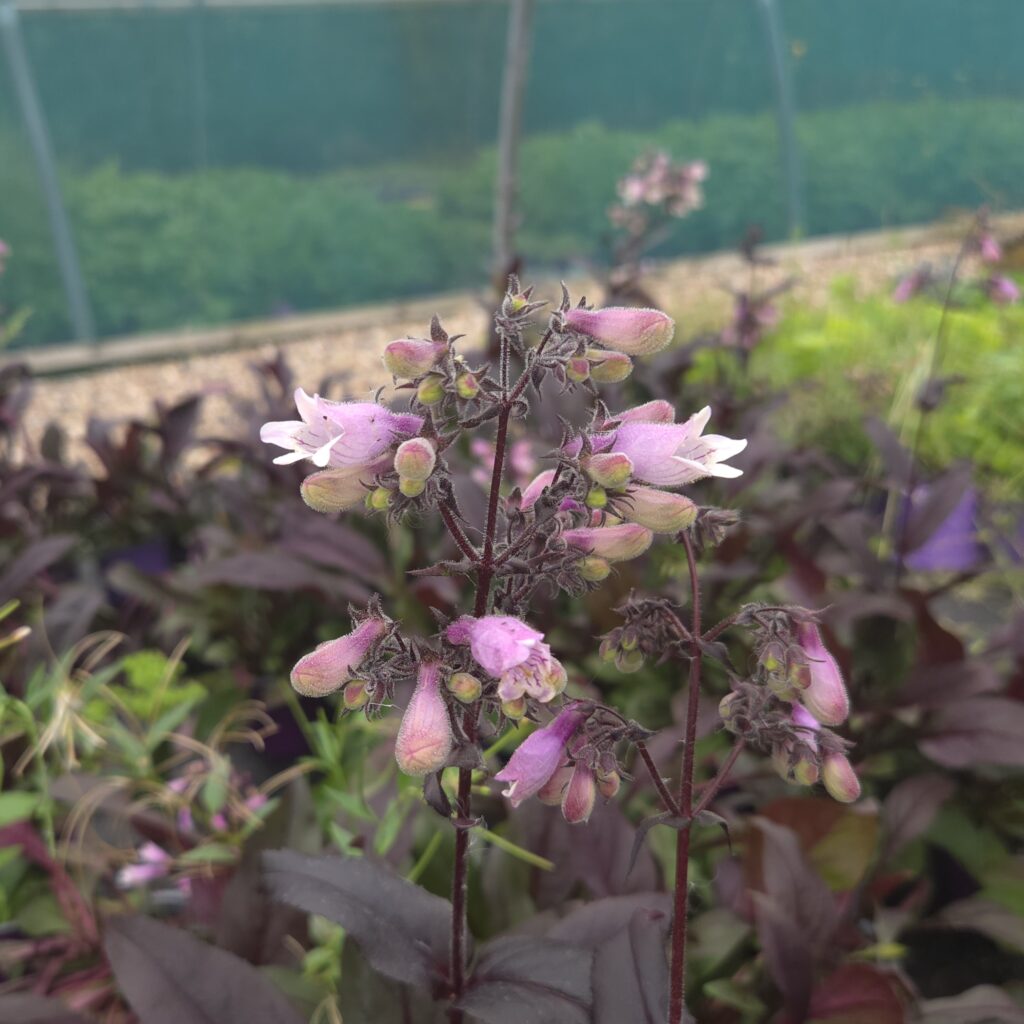 Penstemon Dakota Burgundy 1
