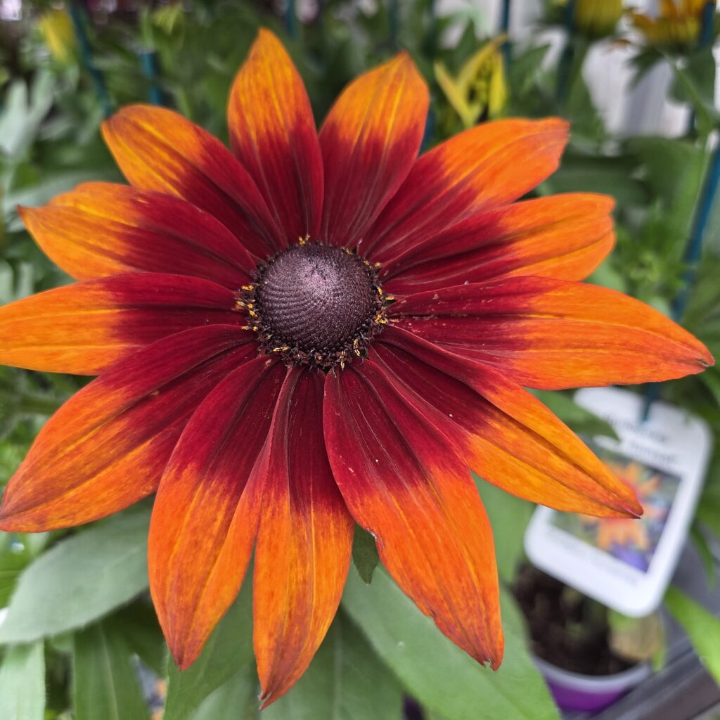 Rdbeckia Rby Snset 3 1