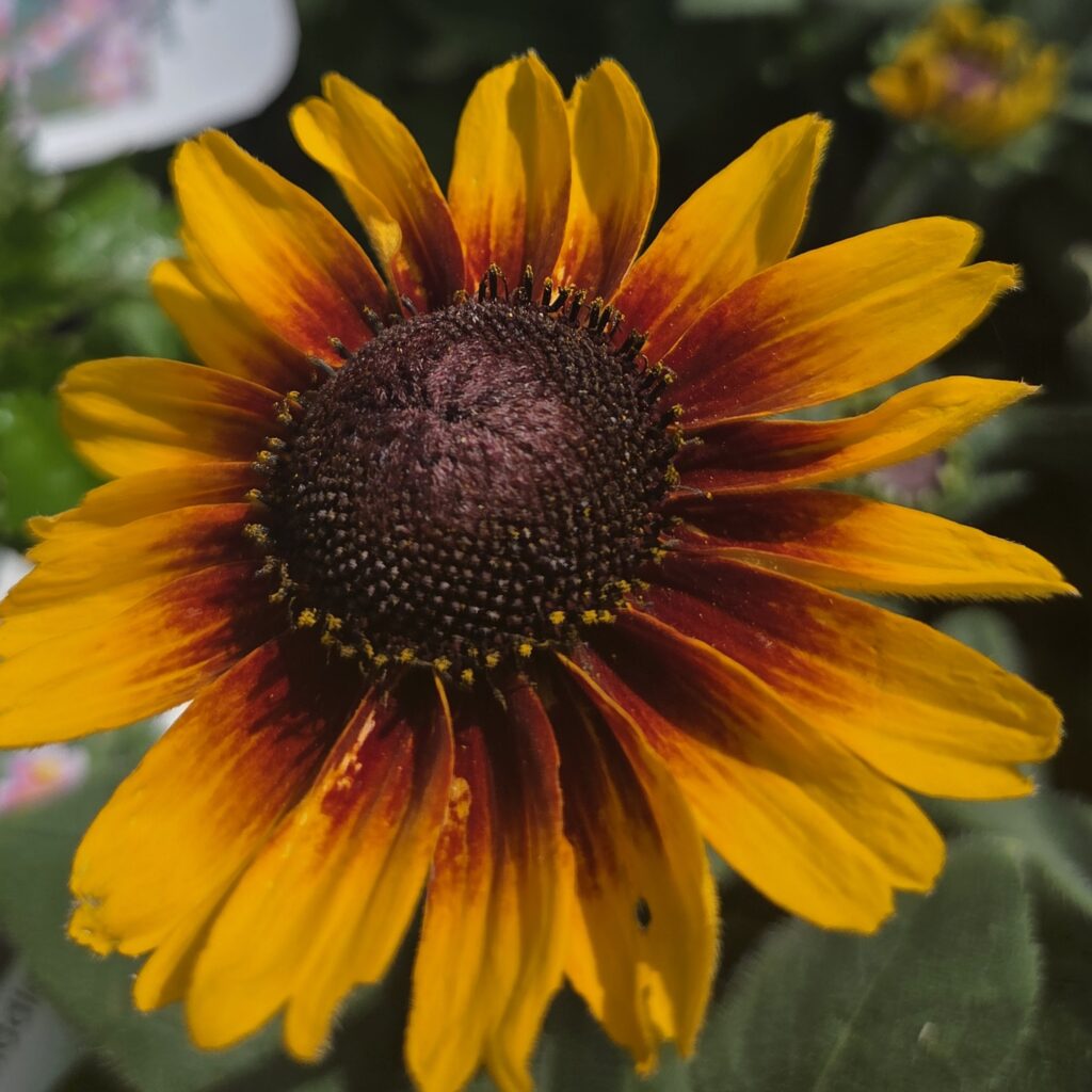 Rdbeckia Smileyz Kissing 3