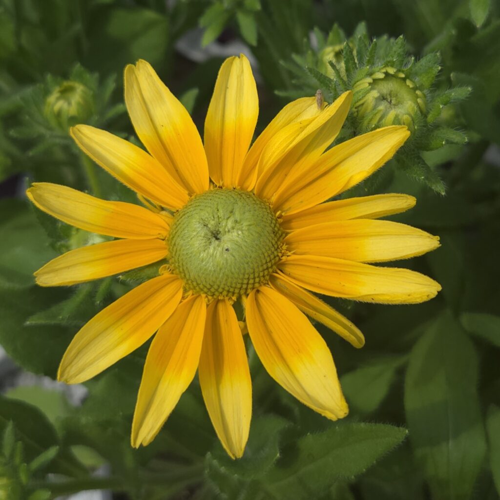 Rubeckia Smileyz Lemon 2