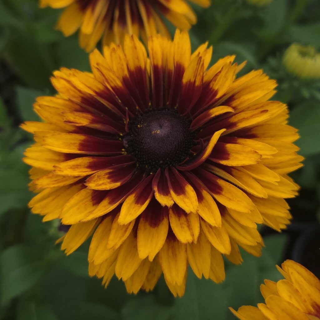 Rudbeckia Double Kissing 2