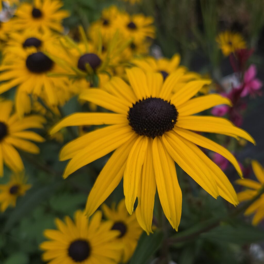 Rudbeckia Forever Gold 3