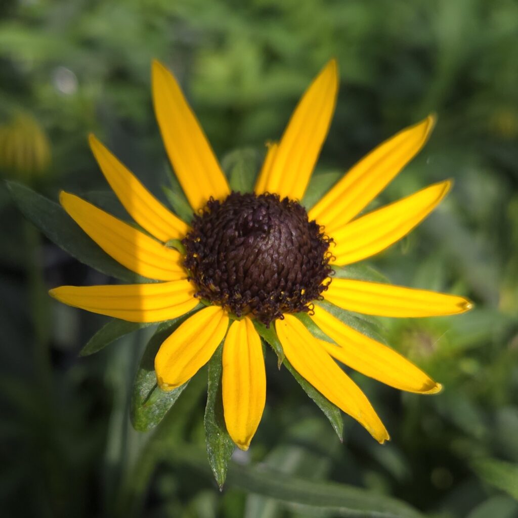 Rudbeckia Little Goldstar 6