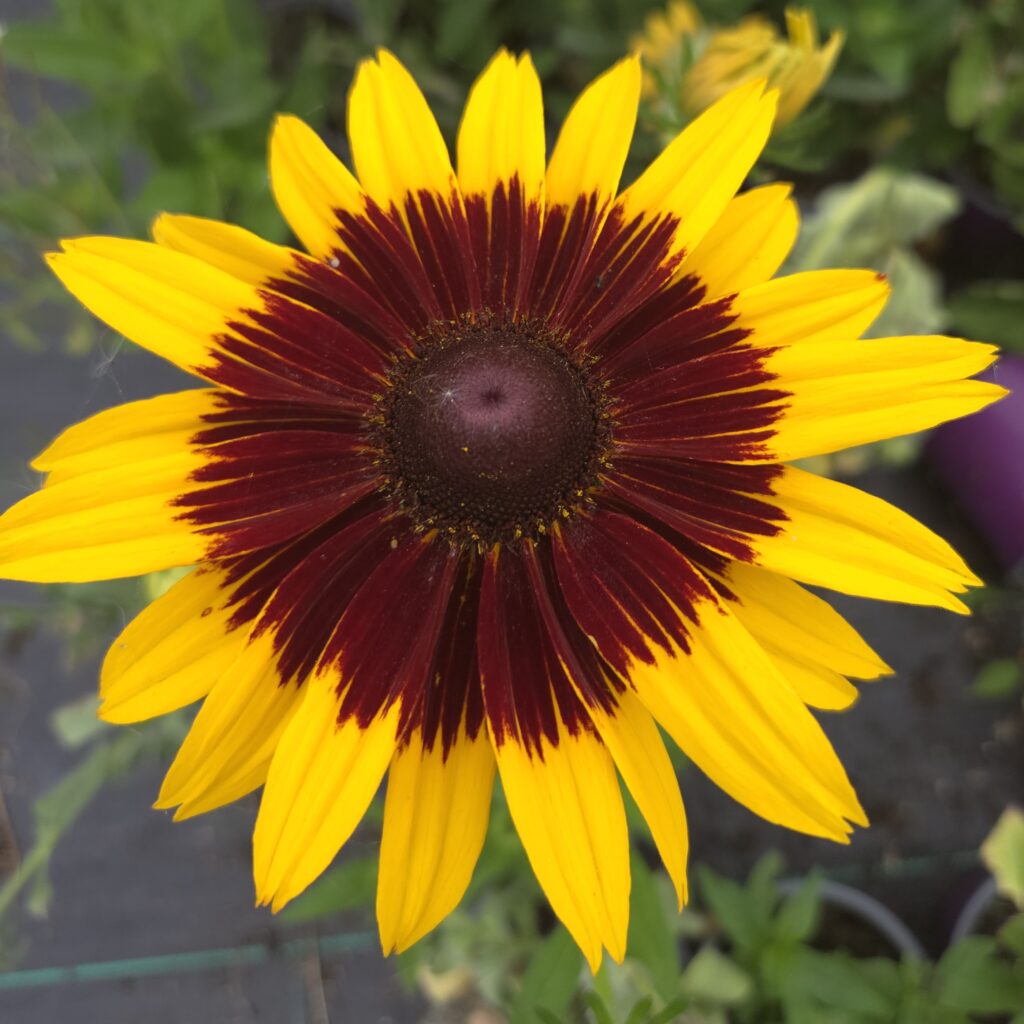 Rudbeckia Smileyz Giggling 3