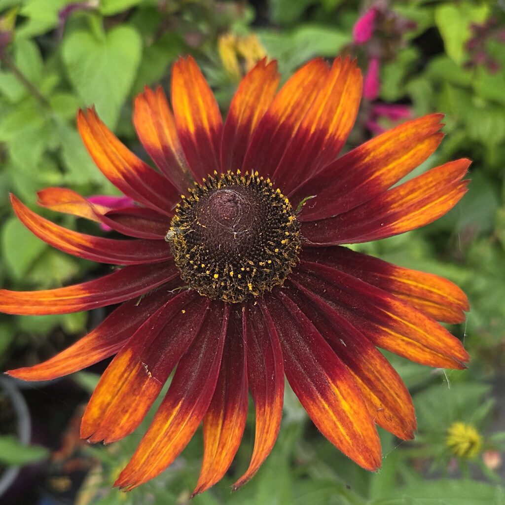 Rudbeckia Smileyz Happy 3