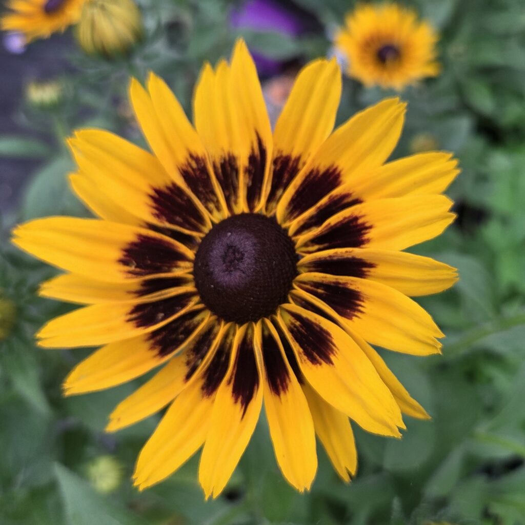 Rudbeckia Smileyz Party 1