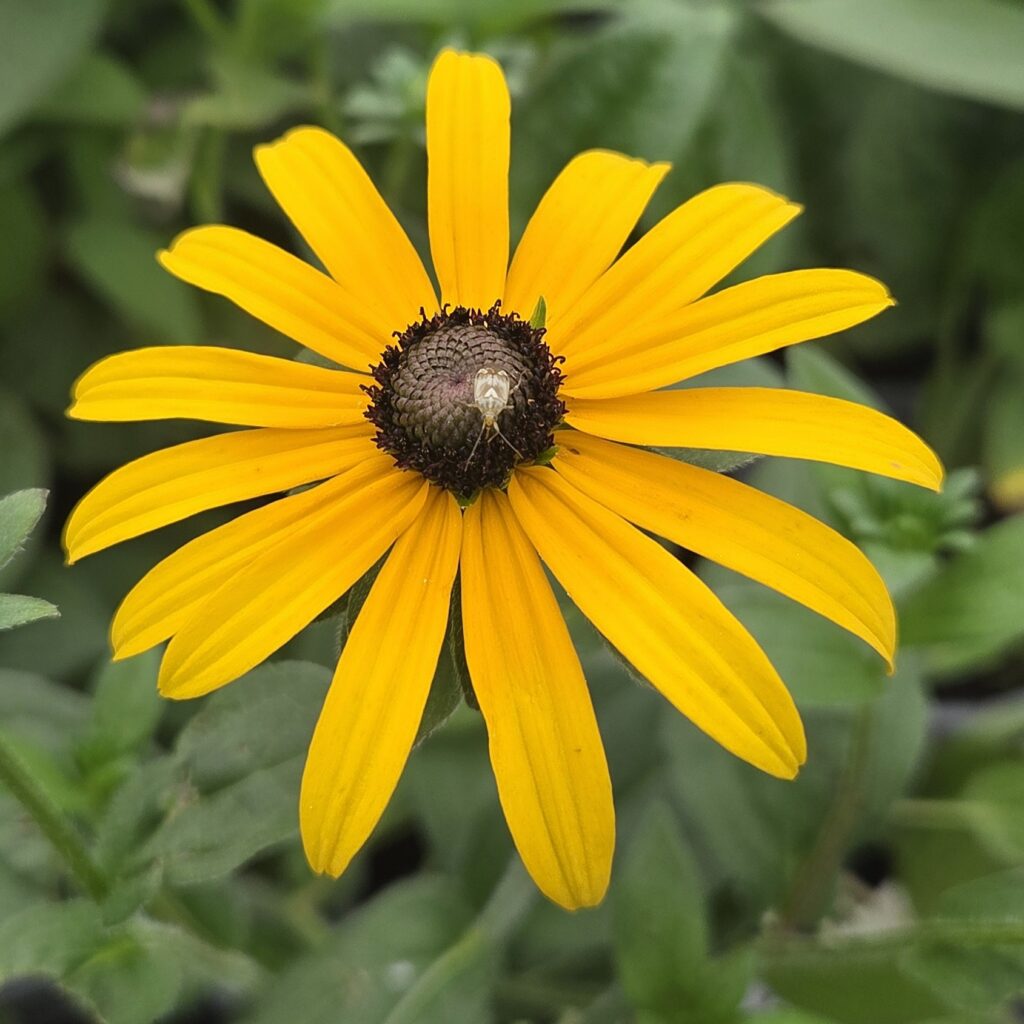 Rudbeckia fulgida var. deamiiDeams coneflower 2