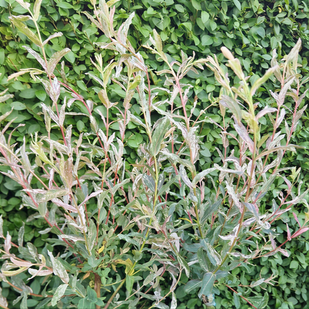 Salix integra ‘Hakuro-nishiki’ (Flamingo Willo) flowering in the garden — Middleton Nurseries