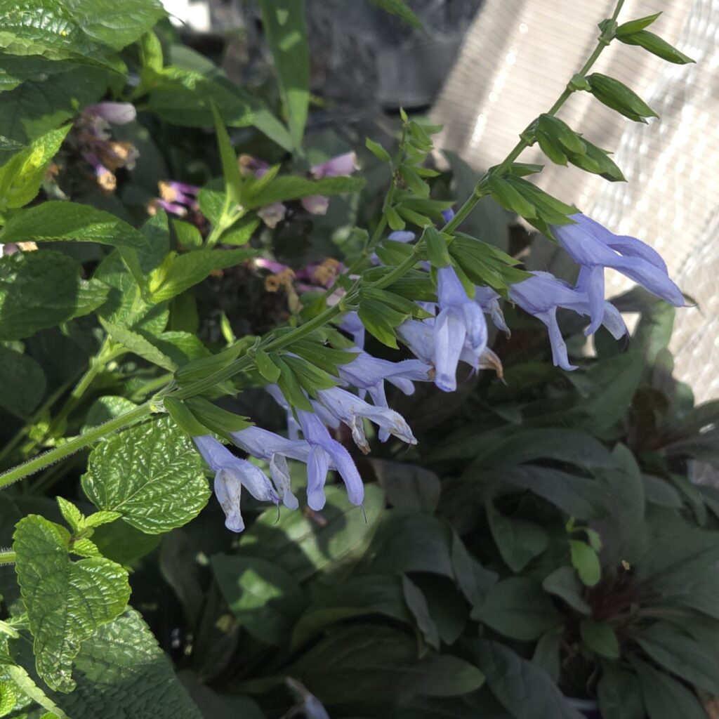 Salvia Argentine Skies 3