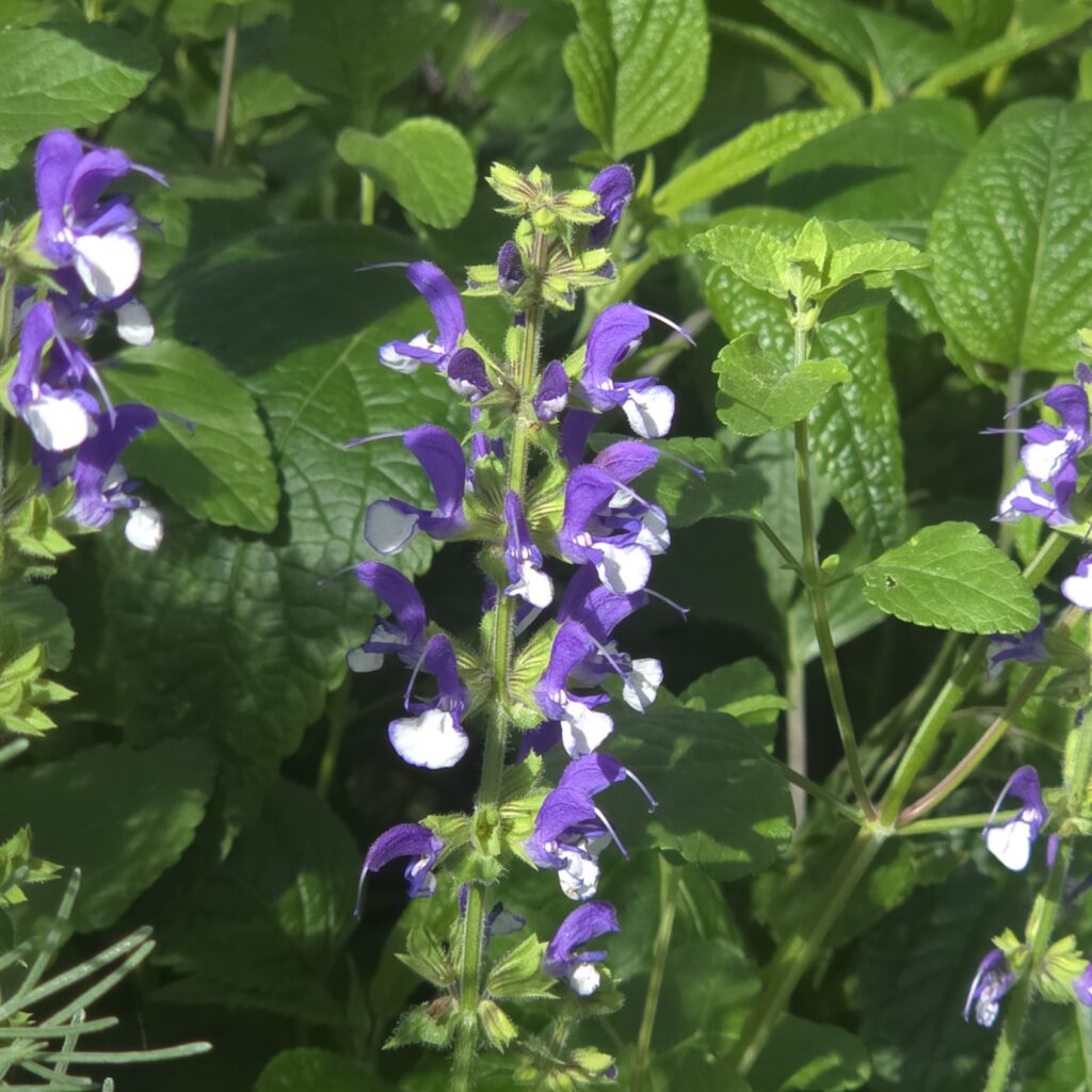 Salvia Azure Snow 4