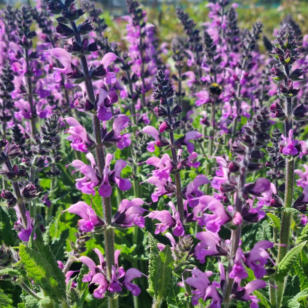 Salvia Back to the Fuchsia2 AR scaled e1769503212568