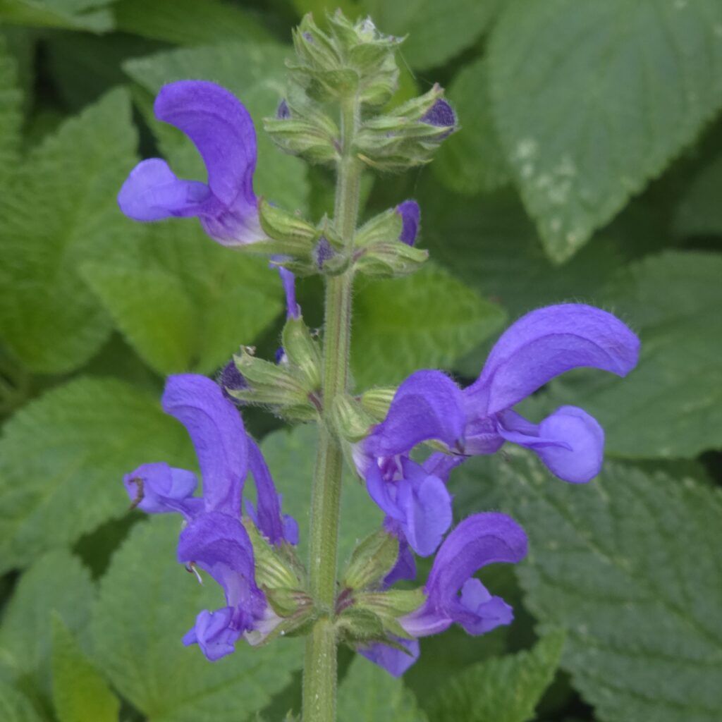 Salvia Big Sky 3