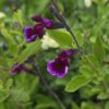 Salvia x jamensis ‘Blackberry Ripple’ - Image 4