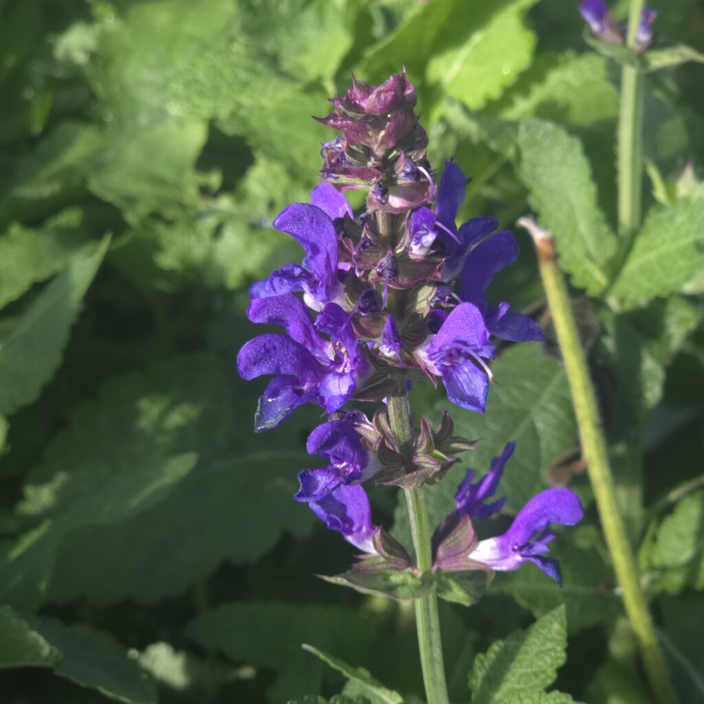 Salvia Blue Marvel 1