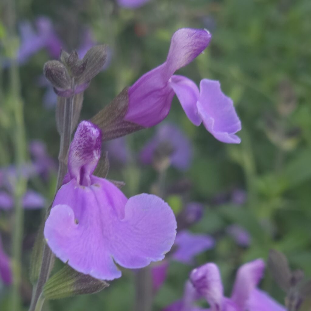 Salvia Blue Merced 4