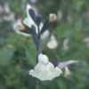 Salvia greggii 'Cool Cream' - Image 3