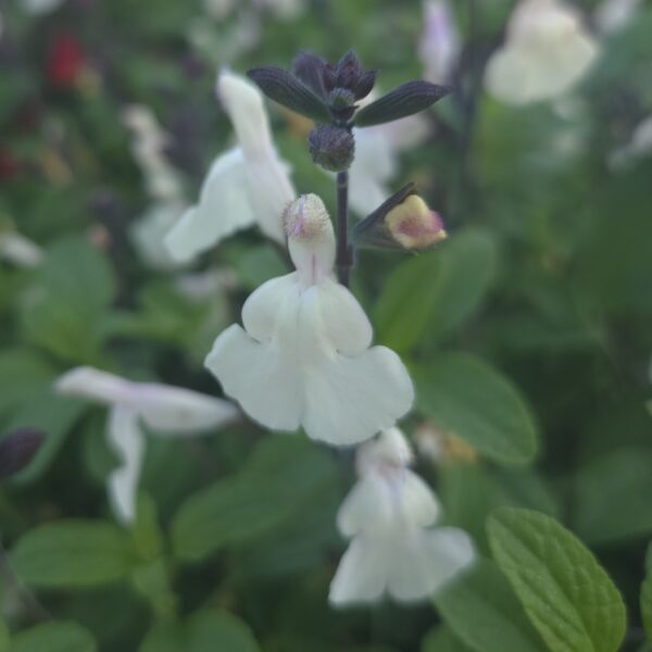 Salvia Greggii 'Cool Cream' | Buy Online UK | Middleton Nurseries