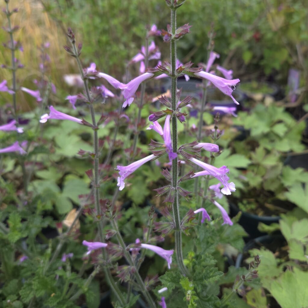 Salvia Good Hope 3