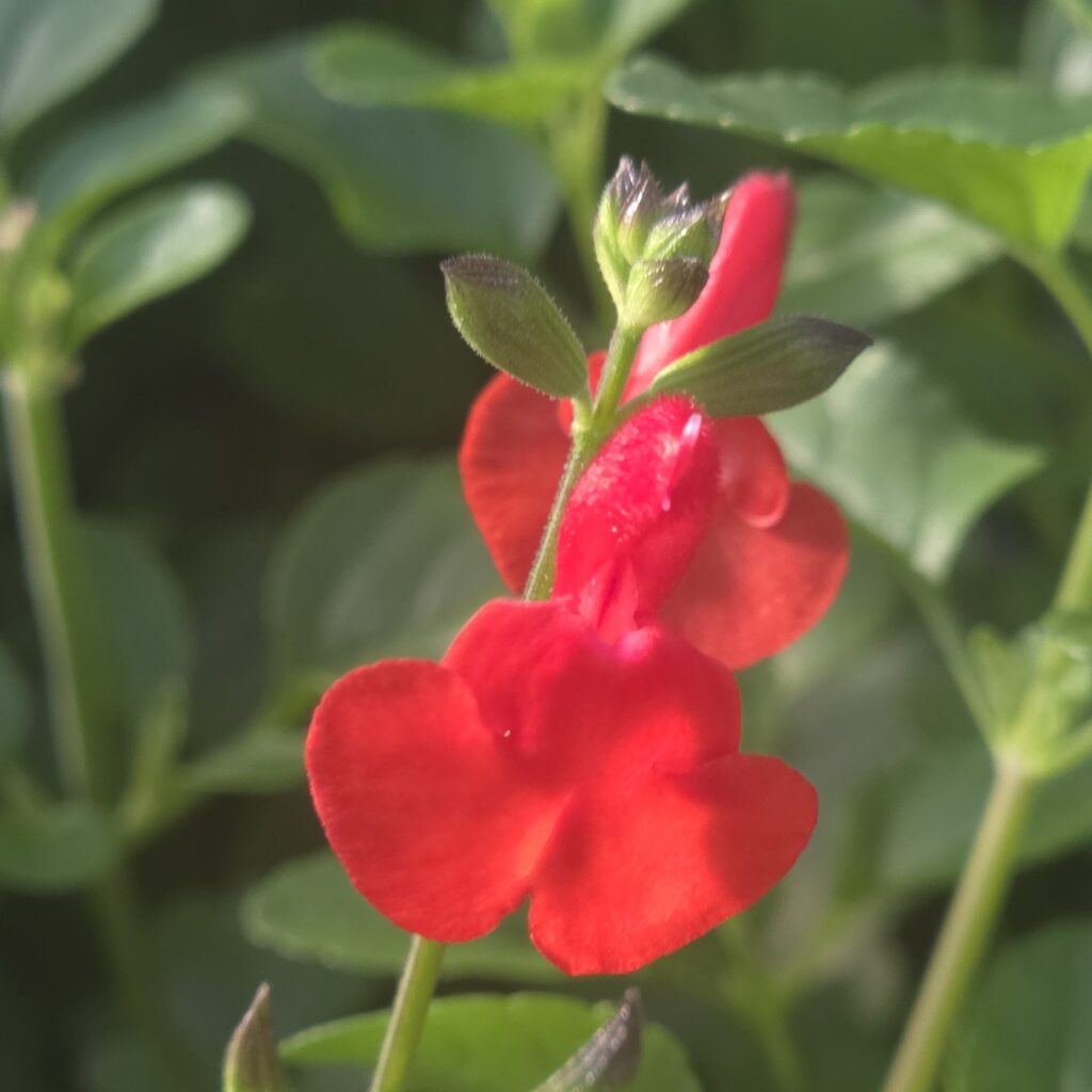 Salvia Red Swing 2