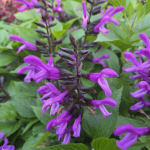 Salvia Rockin Lavender in full bloom — specialist nursery plant, Middleton Nurseries