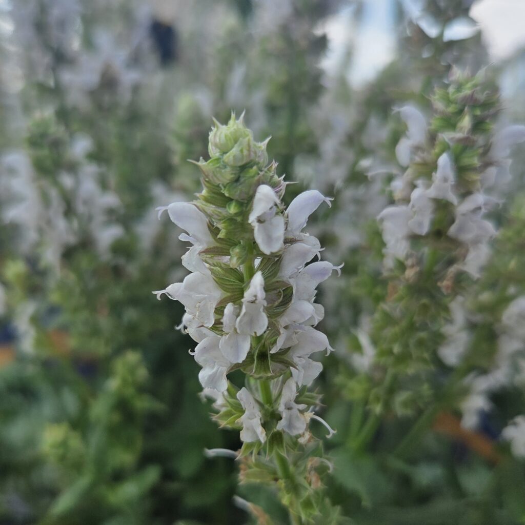 Salvia Salute White 1