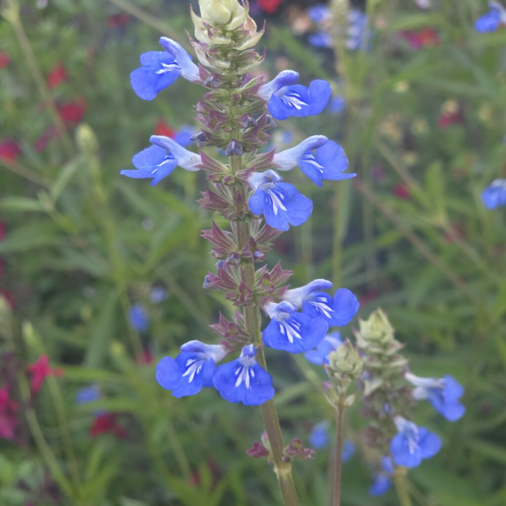Salvia Uglinosa 3