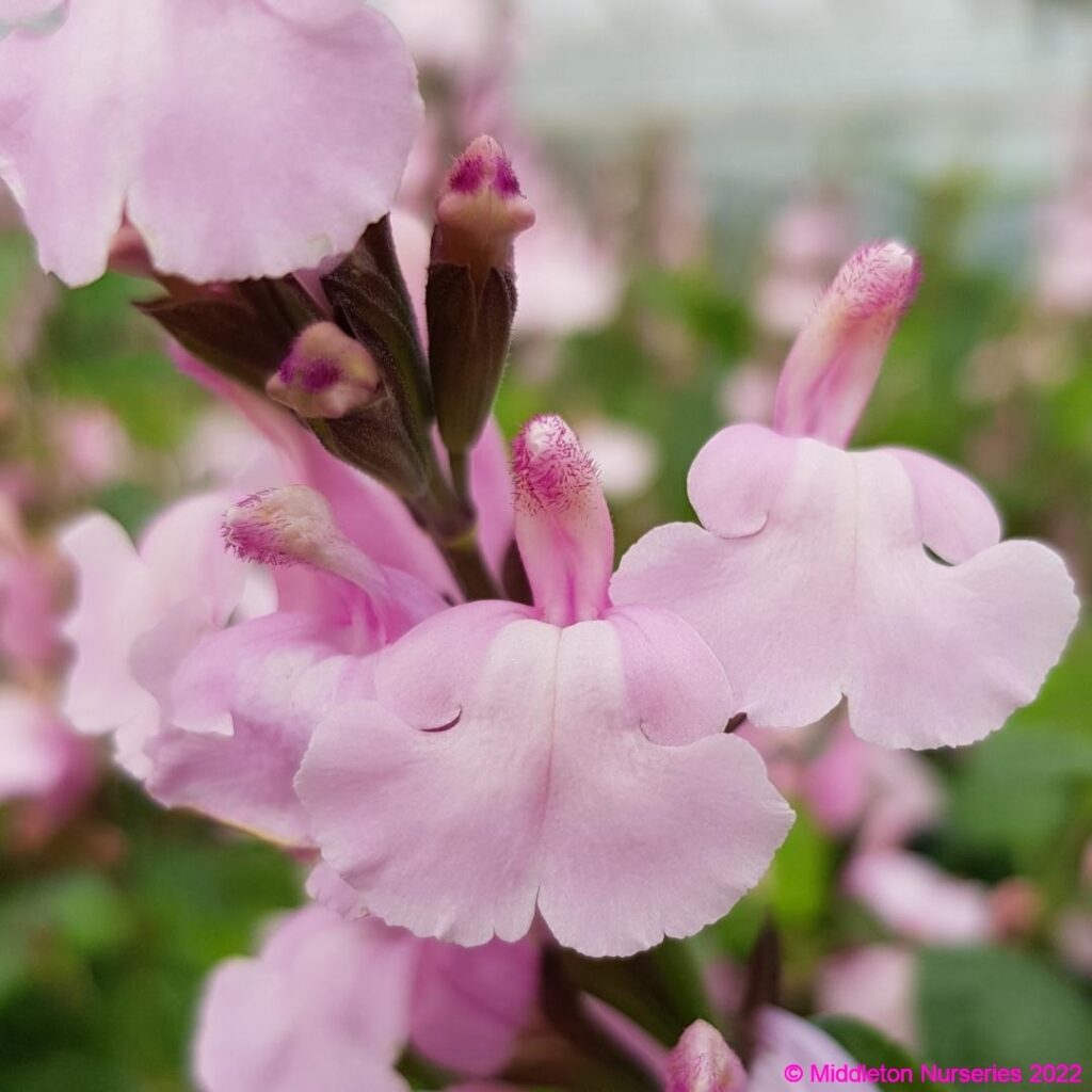 Salvia greggii ‘Lara1 compress 1