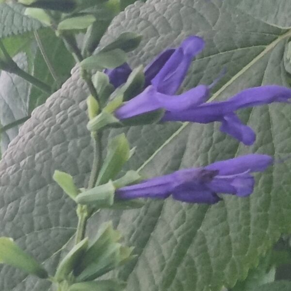 Salvia Guaranitica 'Blue Enigma' | Buy Online UK | Middleton Nurseries