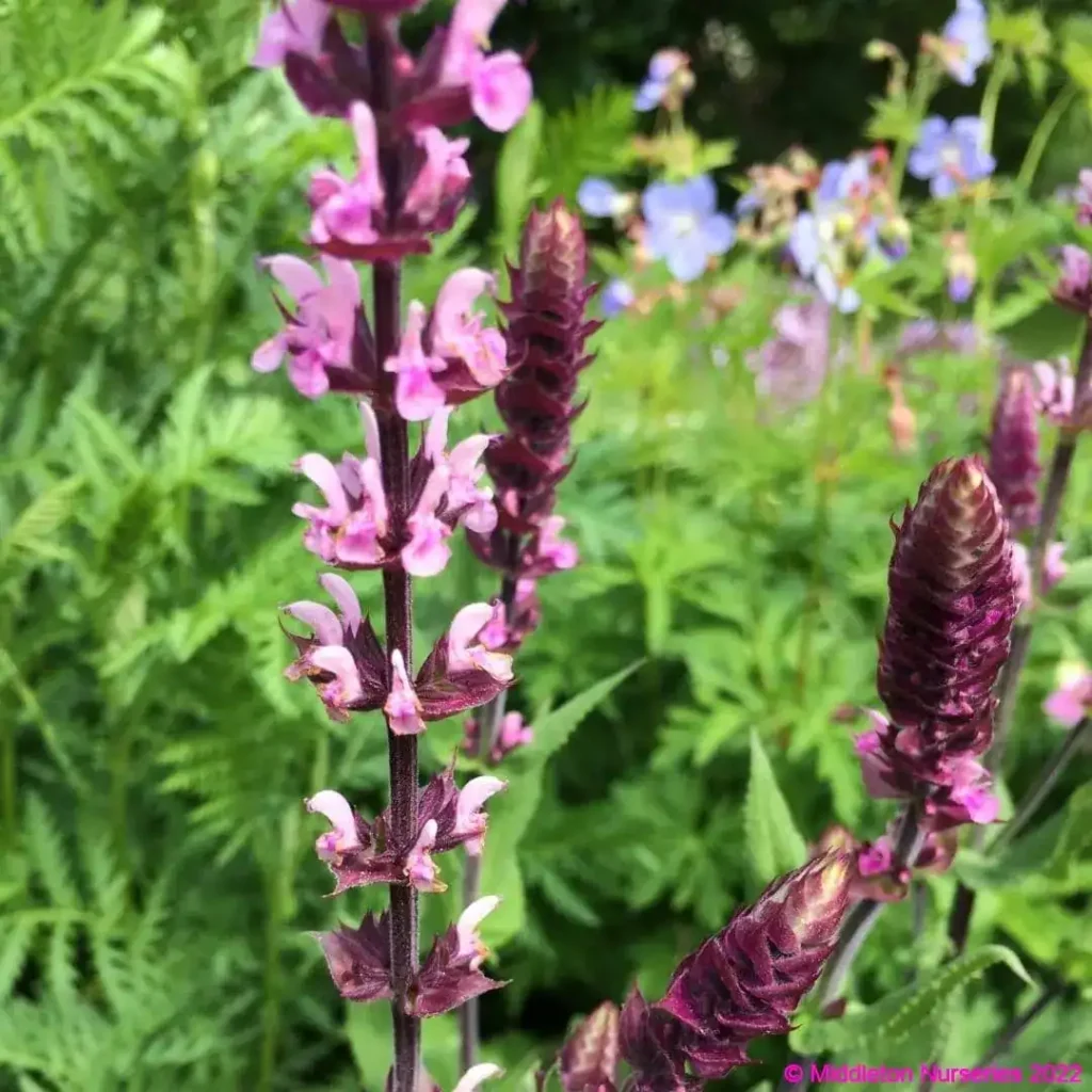 Salvia nemorosa CARADONNA PINK Tuitsalv 1 2 e1612268569742 compress