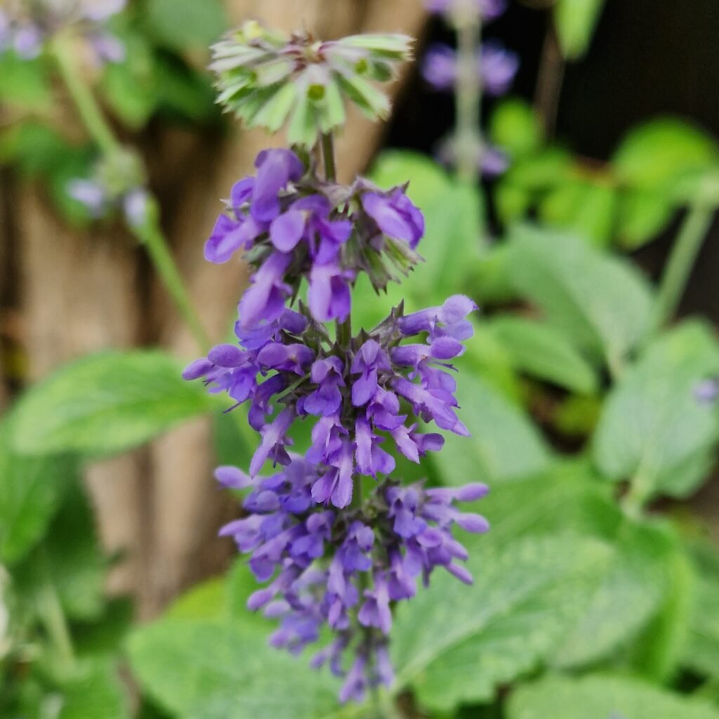 Salvia ‘Blue Metallica 13