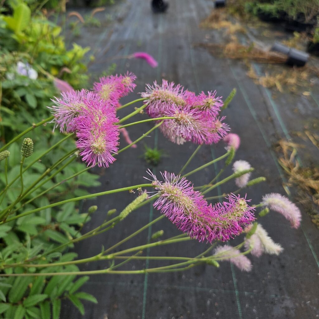 Sanguisorba Pink Brushes