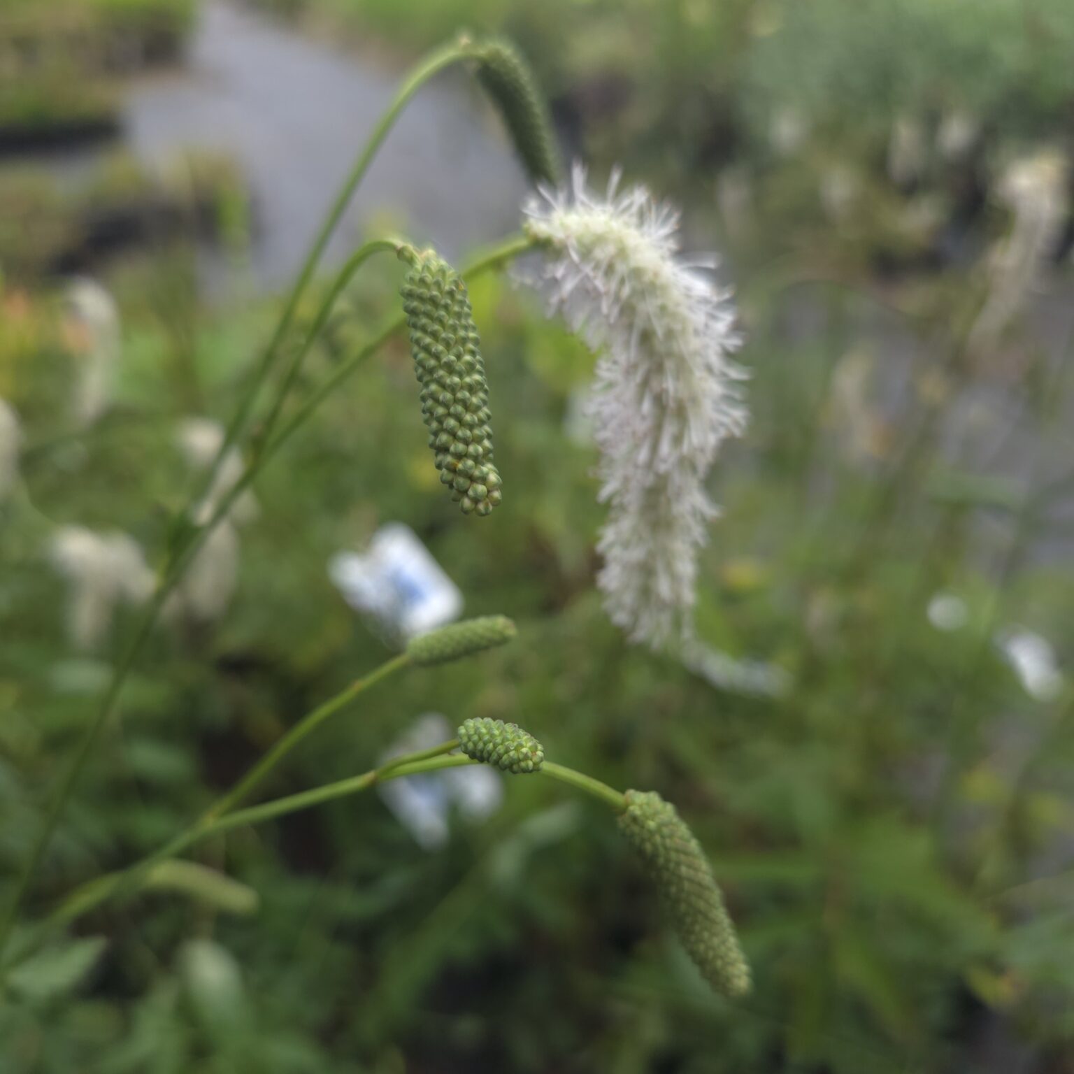 Sanguisorba Hakusanensis White Brushes Buy Online UK Middleton sanguisorba-hakusanensis-white-brushes-buy-online-uk-middleton