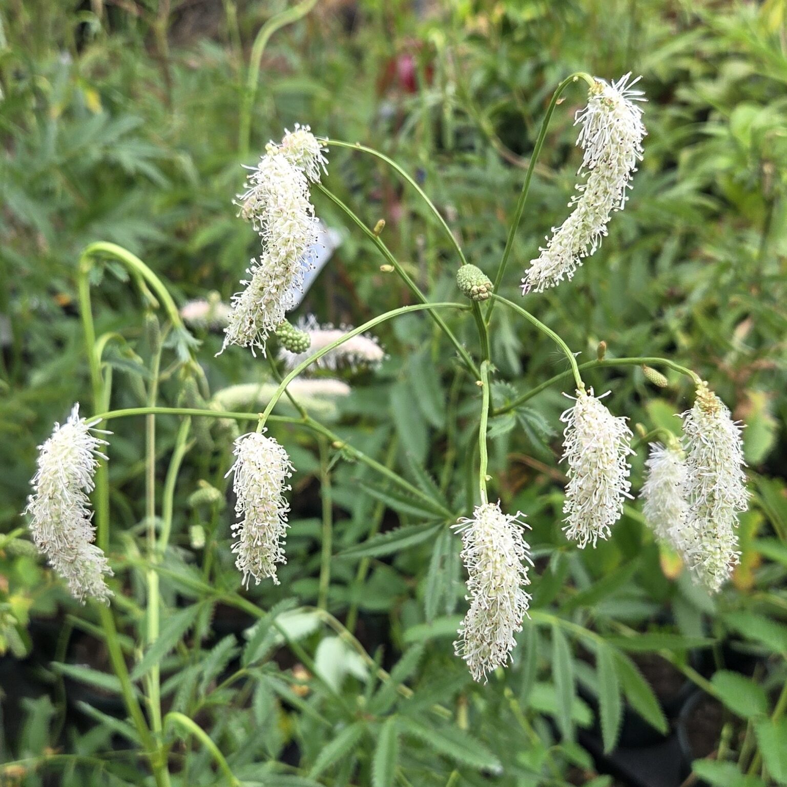 Sanguisorba Hakusanensis White Brushes Buy Online UK Middleton sanguisorba-hakusanensis-white-brushes-buy-online-uk-middleton