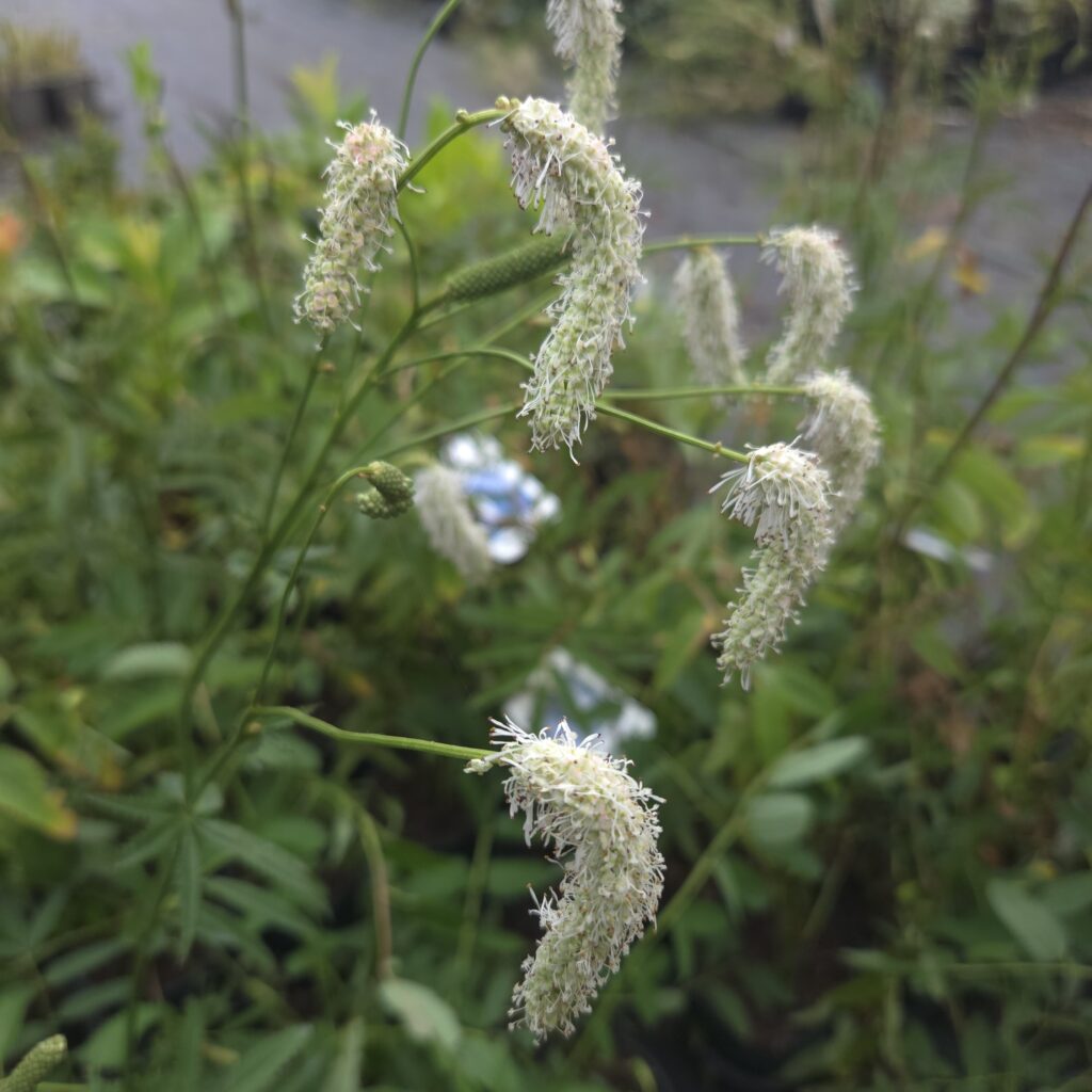 Sanguisorba hakusanensis White Brushes 3