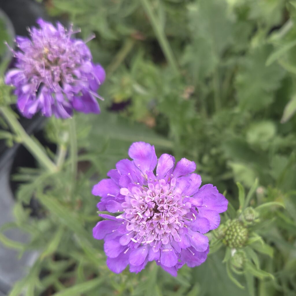 Scabiosa Mariposa Blue