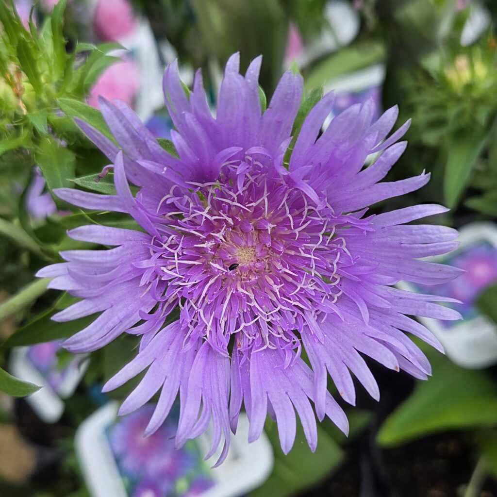 Stokesia Ble Star 2