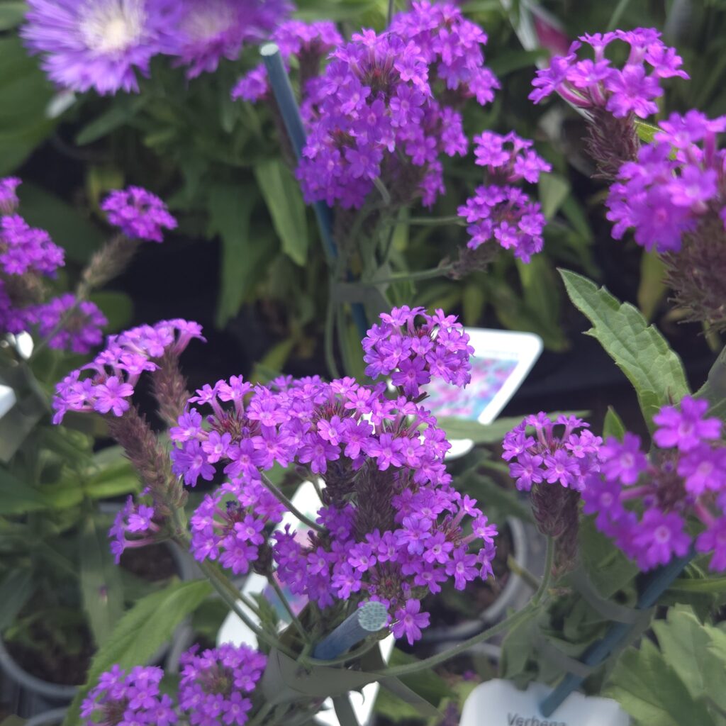 Verbena Santos Purple 1