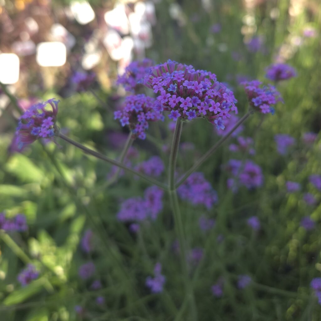 Verbena Vanity 1