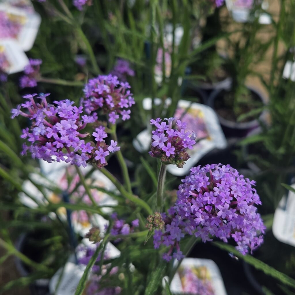 Verbena bonariensis ‘Royal Dreams’ in full bloom — specialist nursery plant, Middleton Nurseries