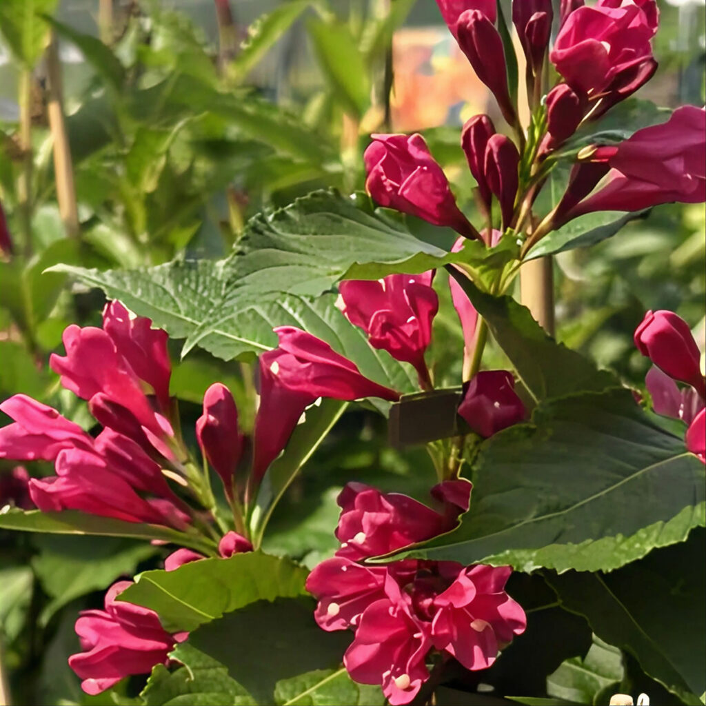 Weigela ‘Big Love’ in full bloom — specialist nursery plant, Middleton Nurseries