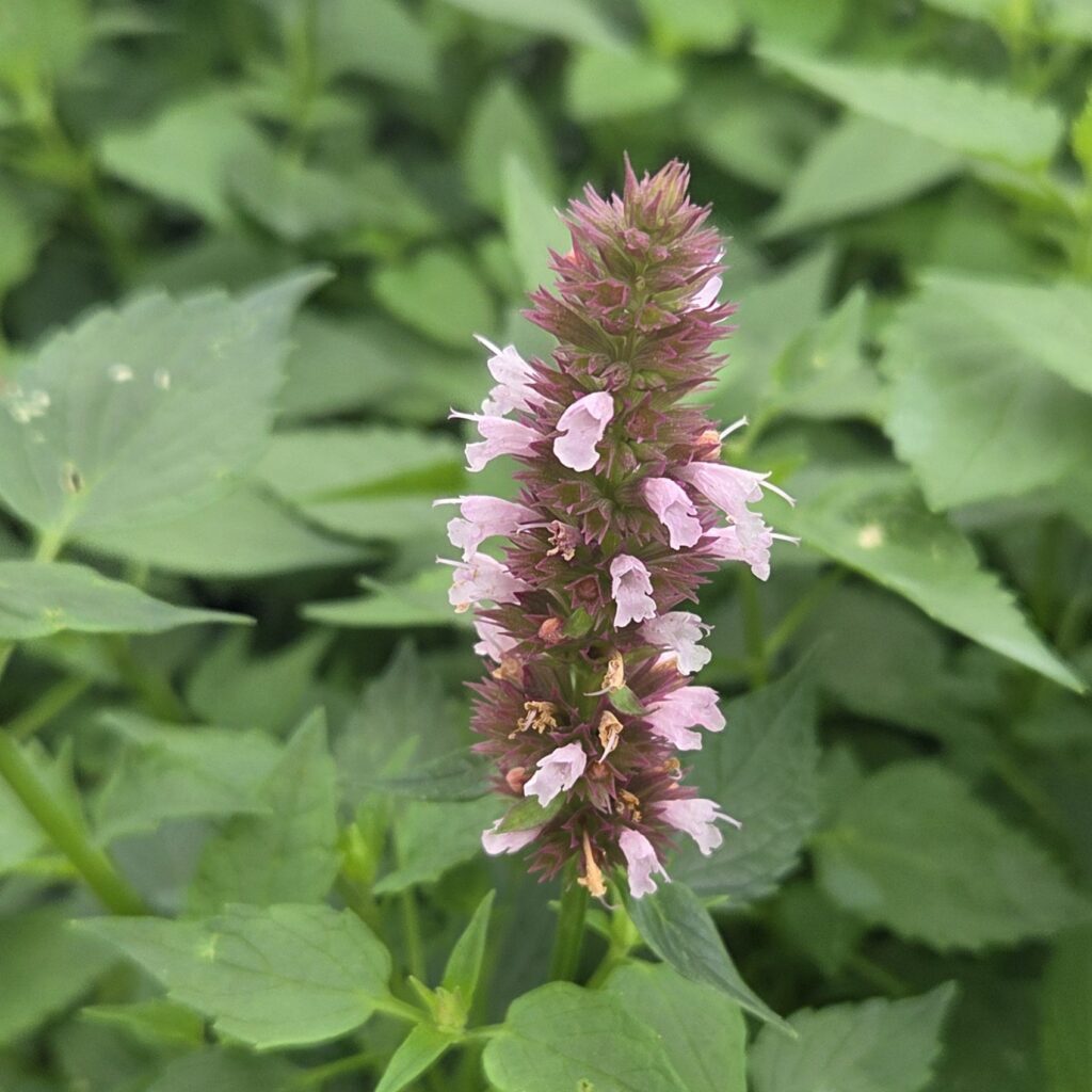 Spikes of purple agastache flowers with a bee in a UK border — best agastache varieties