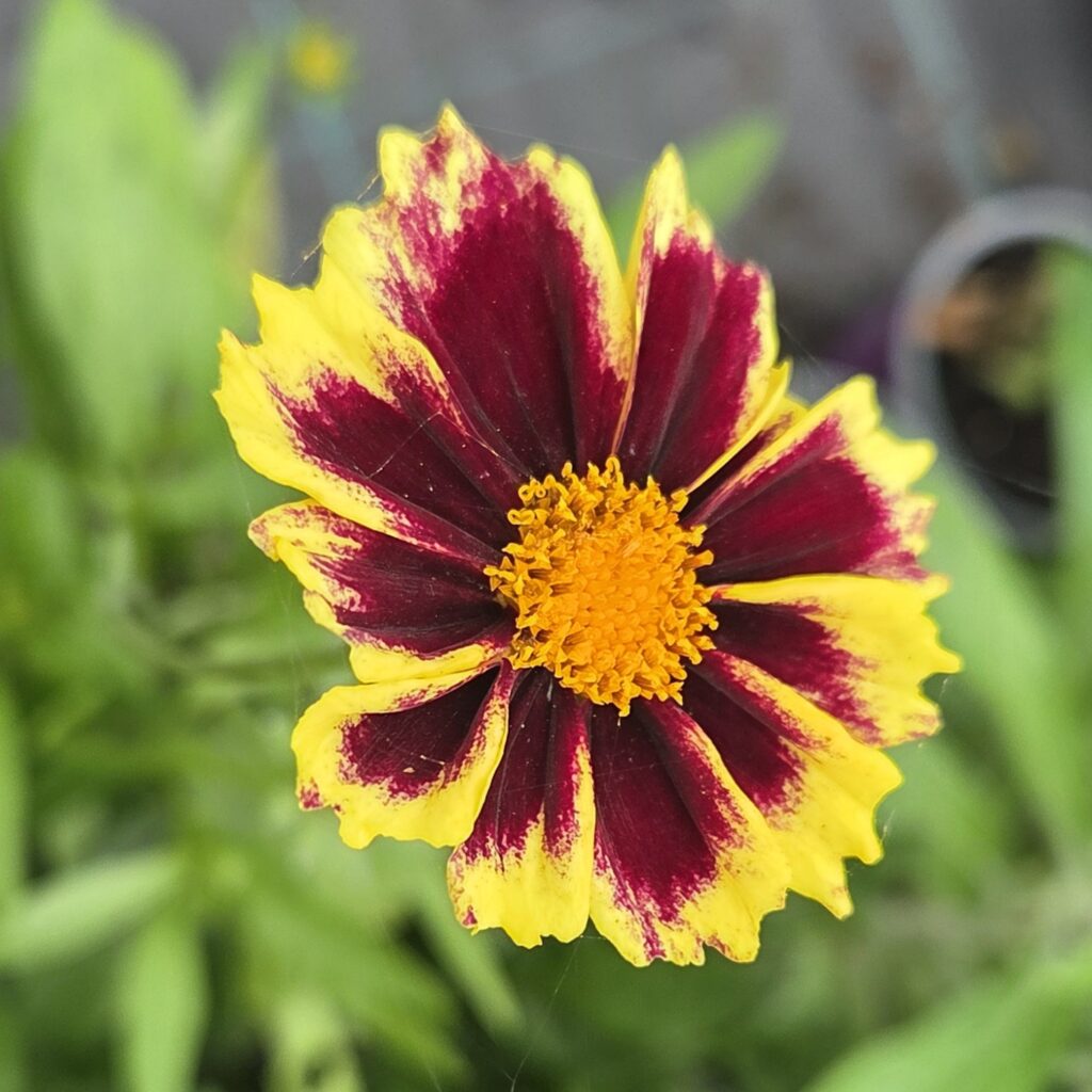 Coreopsis ‘Solar Jewel’ in full bloom — specialist nursery plant, Middleton Nurseries