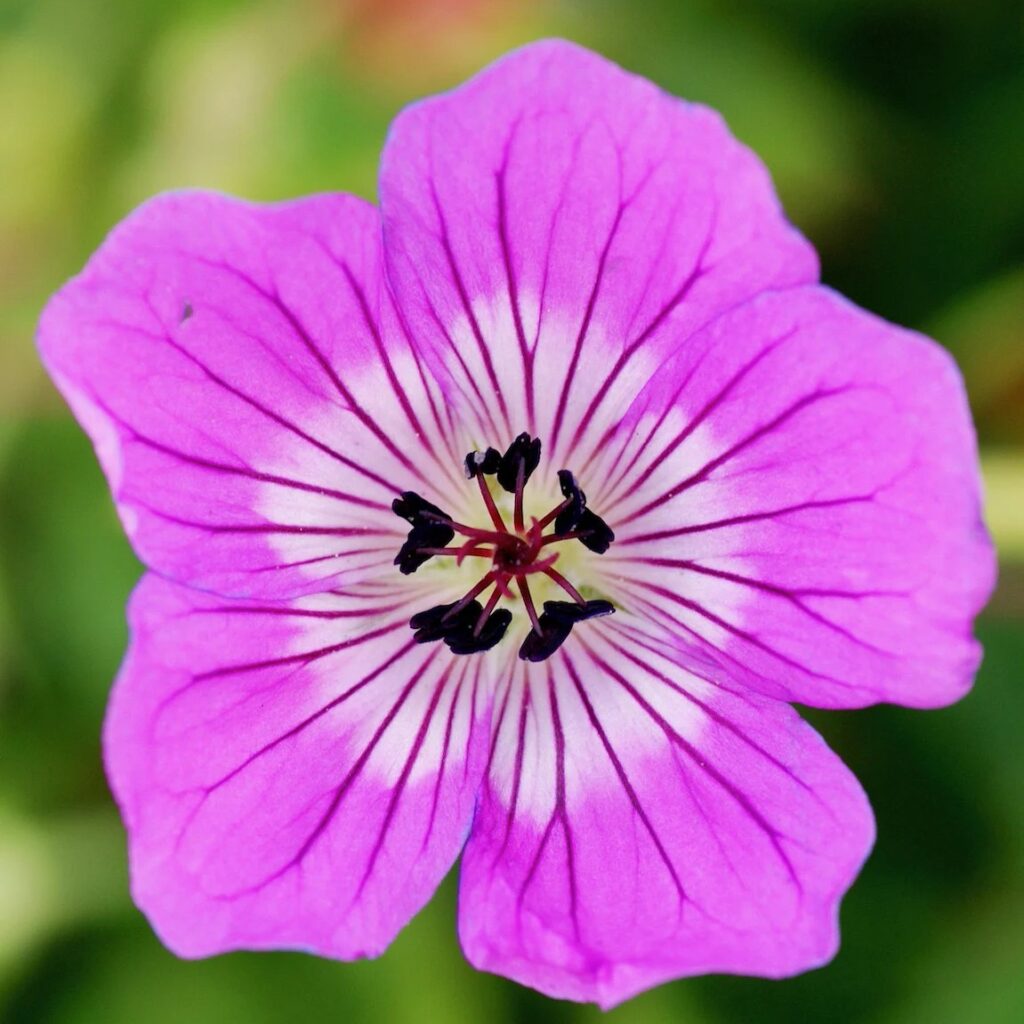 geranium kelly anne