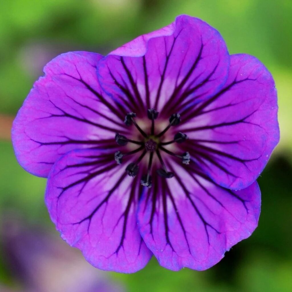 geranium mary anne