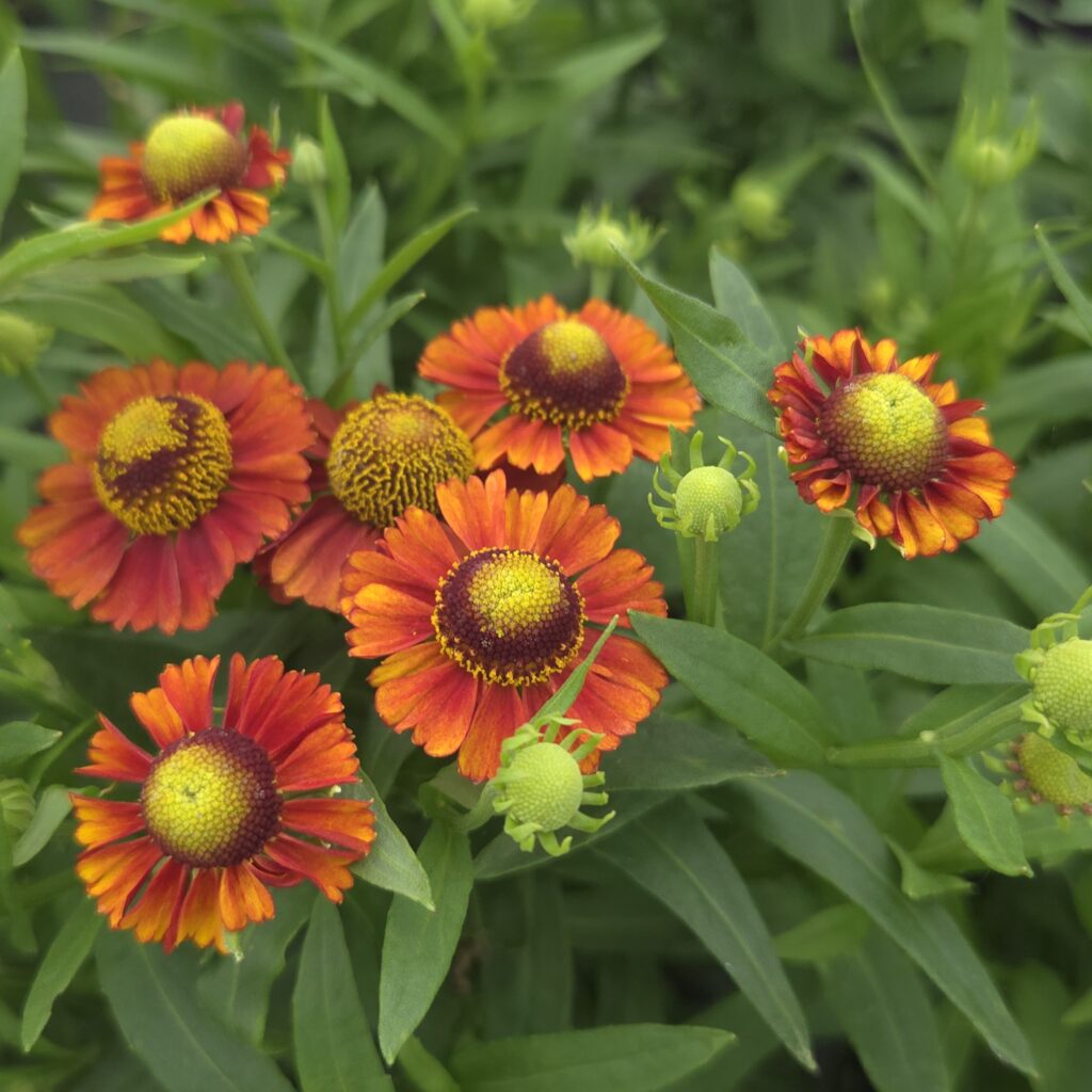Detail of Helenium ‘Sahin’s Early Flowerer’ (Sneezeweed) foliage and flowers — Middleton Nurseries