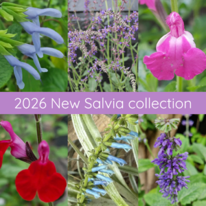2026 New Salvia collection
