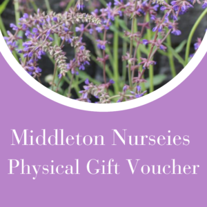 2026 New Salvia collection 4