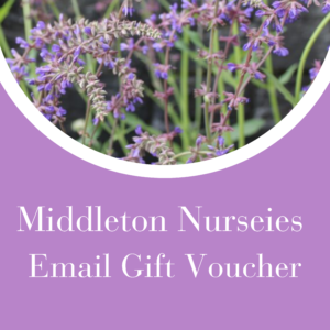 2026 New Salvia collection 5